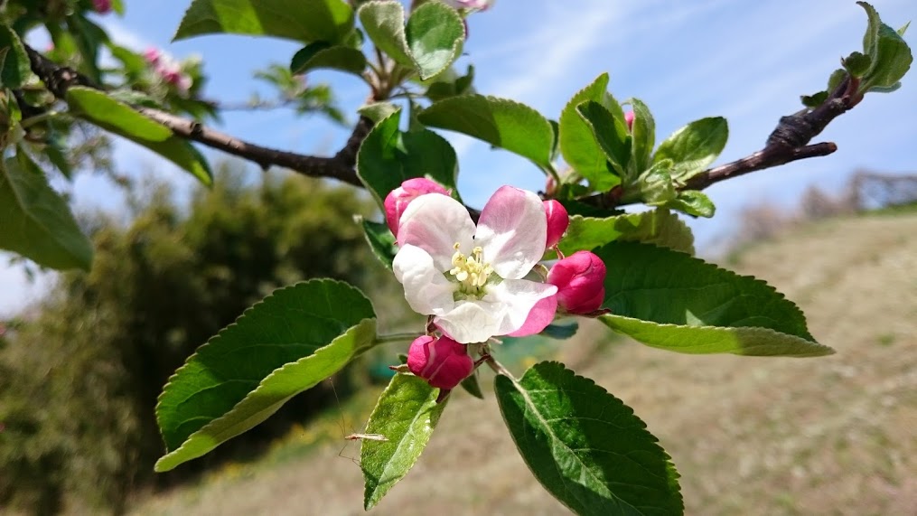 リンゴの花摘み始まりました 浅間高原農場