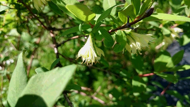 ハスカップ狩りの際の注意点