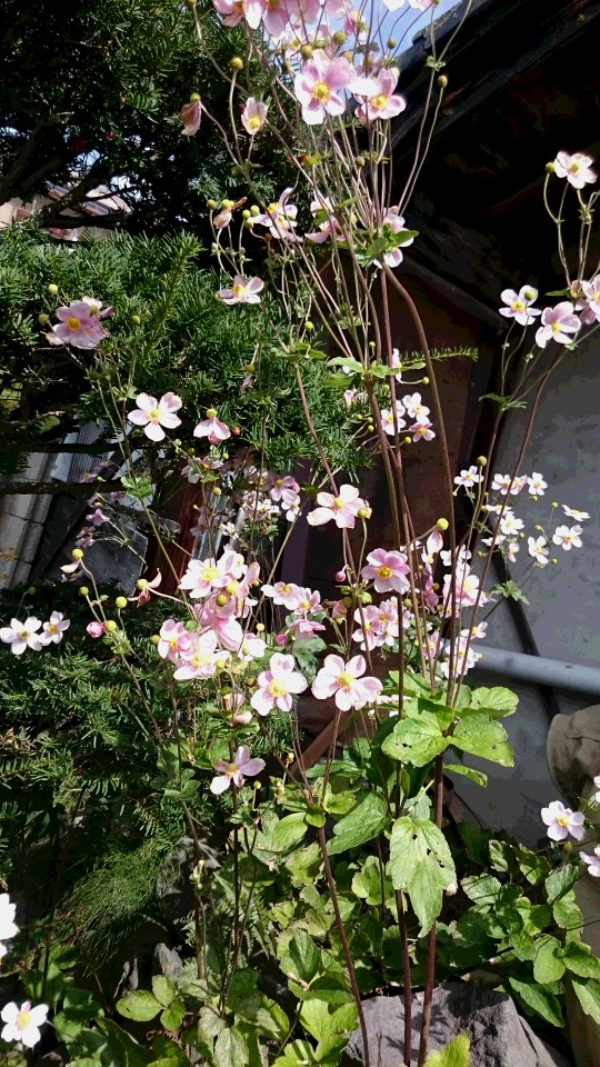 シュウメイギク 秋明菊 浅間高原農場